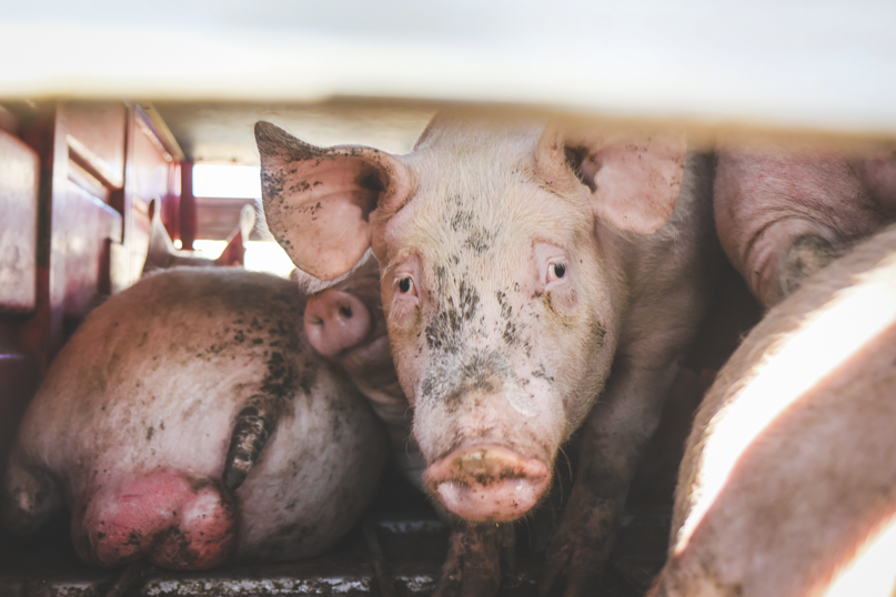 Australia | 2024 | Activists bearing witness to pigs being unloaded at Benalla pig slaughterhouse in Victoria 2024 - 000030500-k79fh327u1gc68oq7jzt