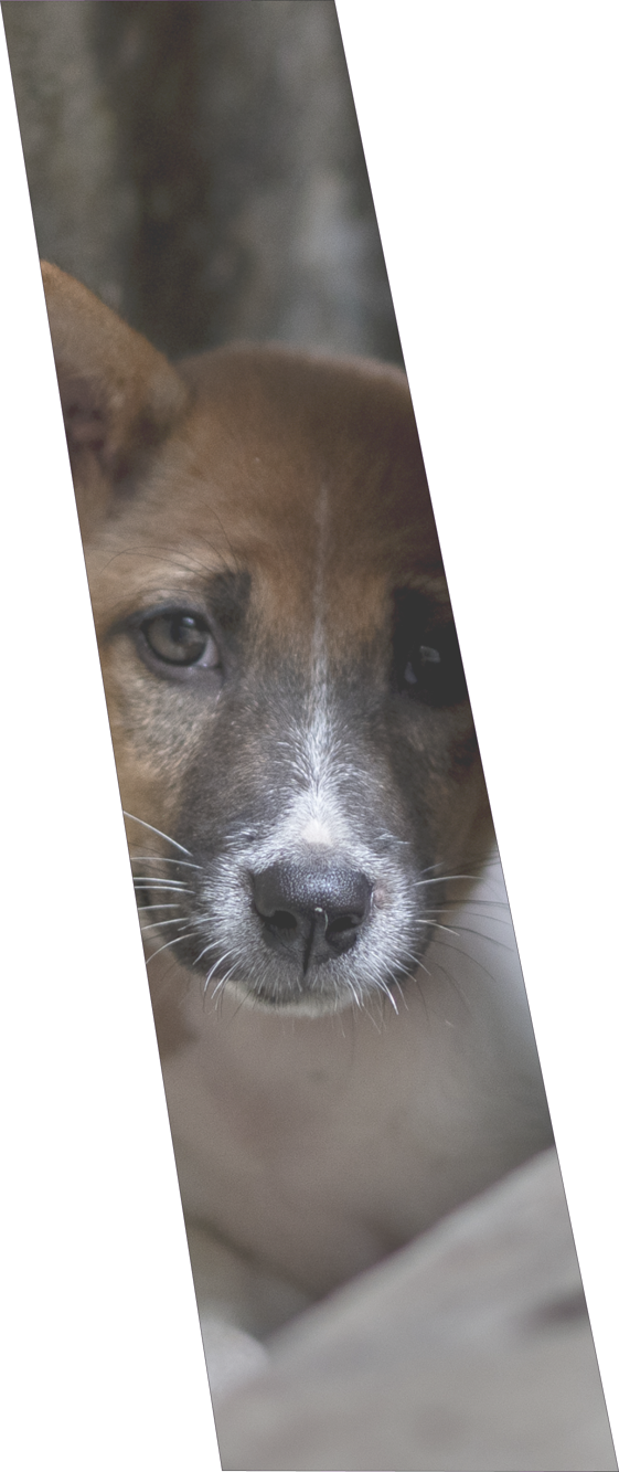 Rectangle