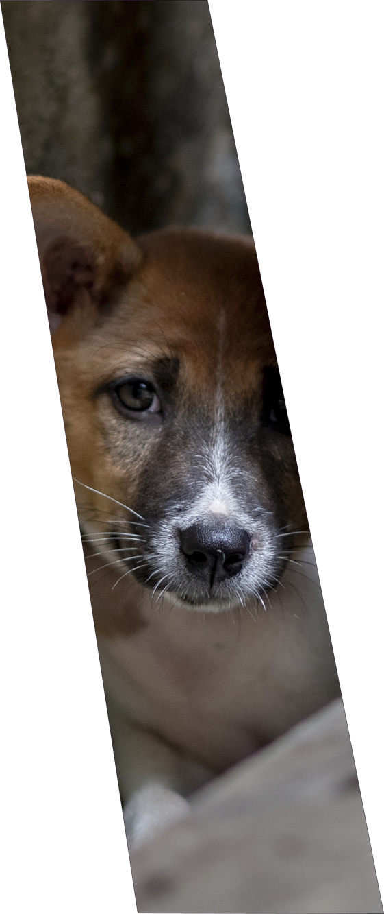 Rectangle